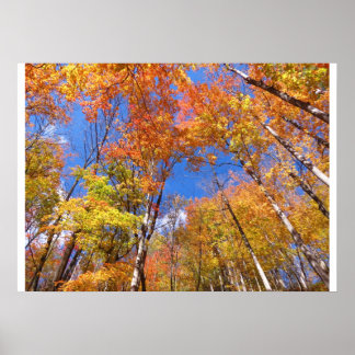 Póster Una vista de la caída