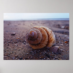 Póster Una Vista De Macro De Un Shell De Espiral