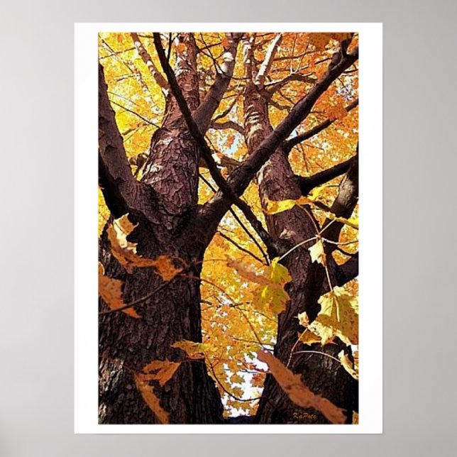 Póster Una vista de recorrido de árbol (Frente)