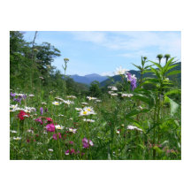 Unas vistas magníficas a las flores