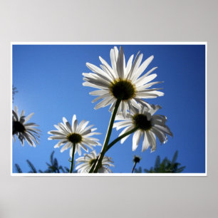 Póster Underside of Daisy Sky Flowers Daisies