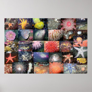 Póster Underwater Creatures Collage - Fine Art Print