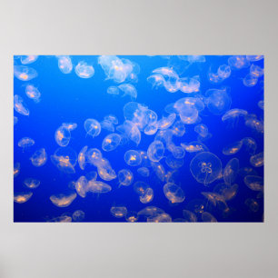 PÓSTER UNDERWATER PHOTOGRAPHY OF JELLYFISH
