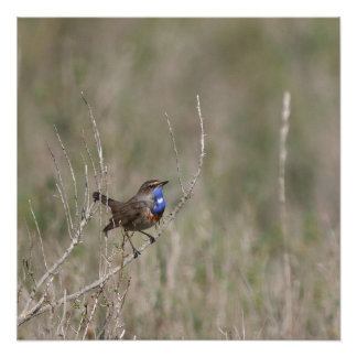 Póster Une photo du gorgebleue à miroir