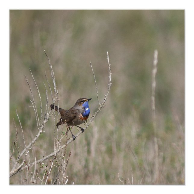 Póster Une photo du gorgebleue à miroir (Anverso)