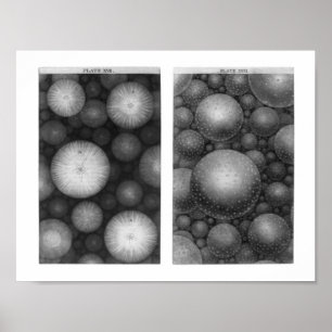 Póster Universo de Thomas Wright
