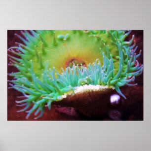 Póster Untitled