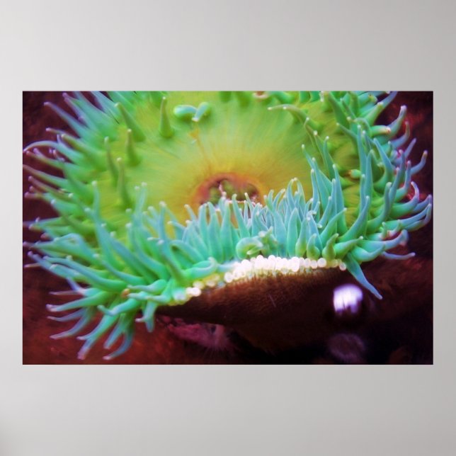 Póster Untitled (Frente)