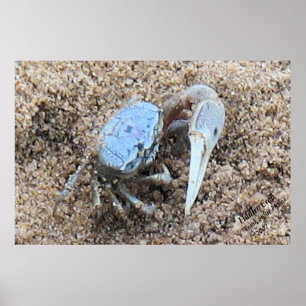Póster Up Close & Dirty ! !  Fiddler Crab