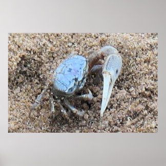 Póster Up Close & Dirty ! !  Fiddler Crab