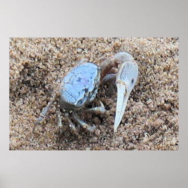 Póster Up Close & Dirty ! !  Fiddler Crab (Frente)
