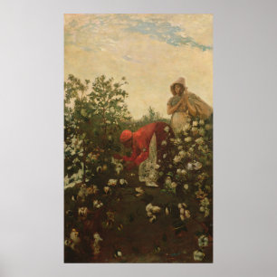 Póster Upland Cotton