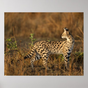 Póster Upper Mara, Reserva de caza Masai Mara, Kenia,