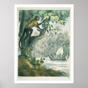 Póster Upper reaches of the Amazon, from 'Das Buch der We