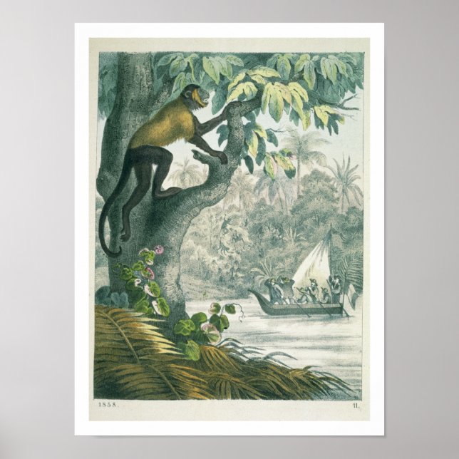 Póster Upper reaches of the Amazon, from 'Das Buch der We (Frente)