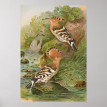 Upupa epops de Johann Friedrich Naumann