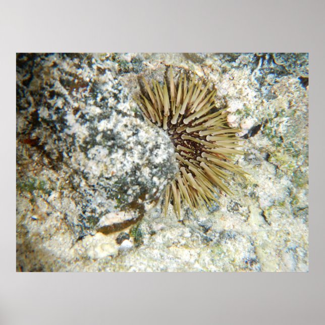 Póster Urchin del Mar de Hawái (Frente)