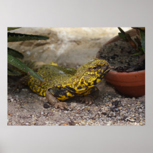 Póster Uromastyx geyri