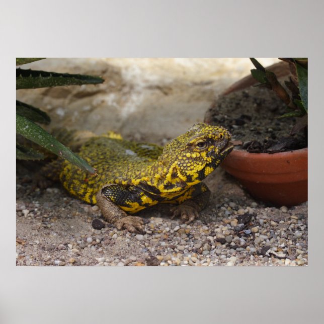 Póster Uromastyx geyri (Frente)