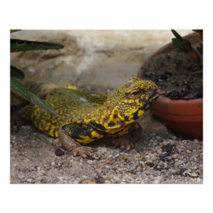 Póster Uromastyx geyri
