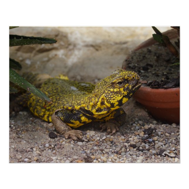 Póster Uromastyx geyri (Anverso)