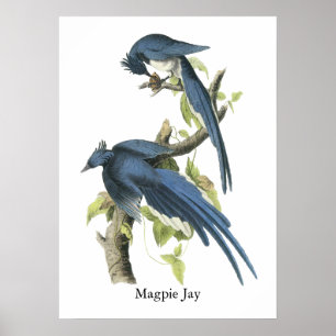 Póster Urraca Jay, Juan Audubon