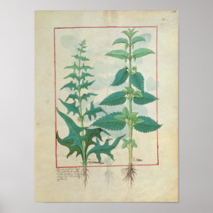 Póster Urticaceae