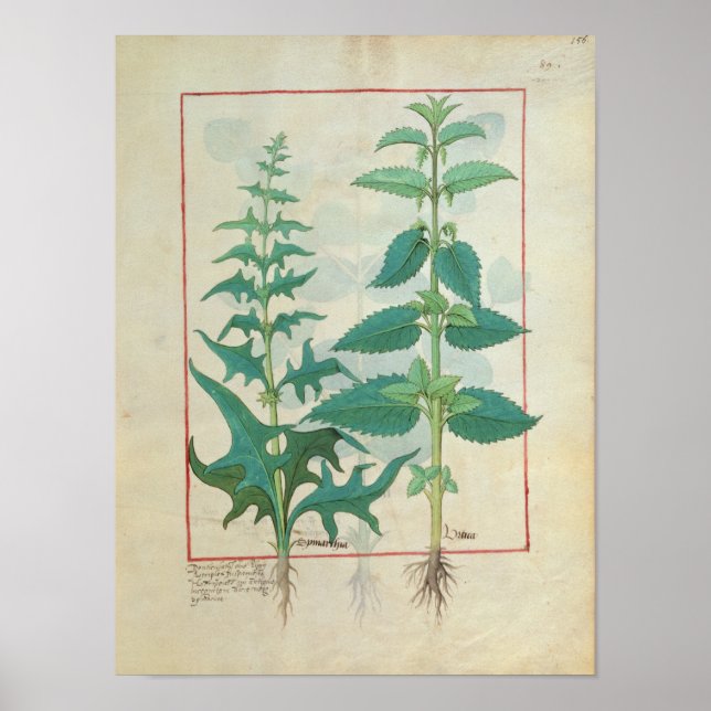 Póster Urticaceae (Frente)