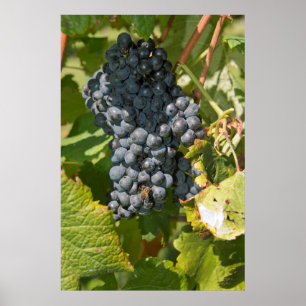 Póster Uruguay, Montevideo, Área Colon. Bodegas