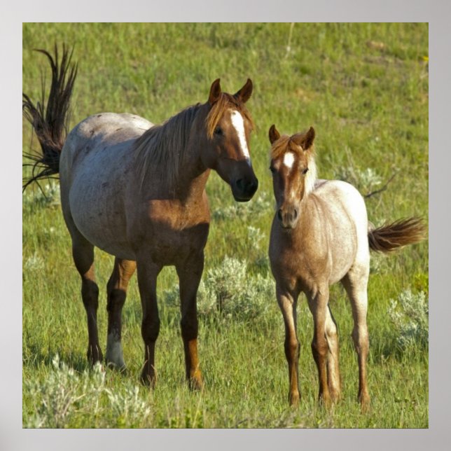 Póster US35 CHA0209.jpg (Frente)