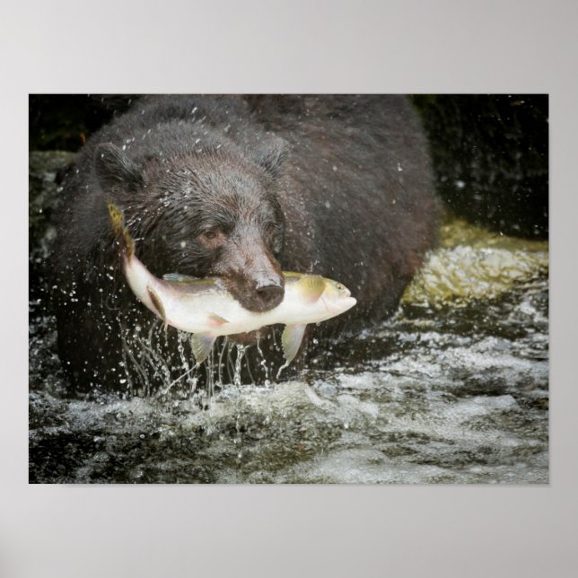 Póster USA, Alaska, Anan Creek. Close-Up Of Black Bear (Frente)