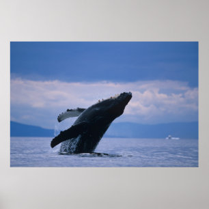 Póster USA, Alaska, Tongass National Forest, Humpback