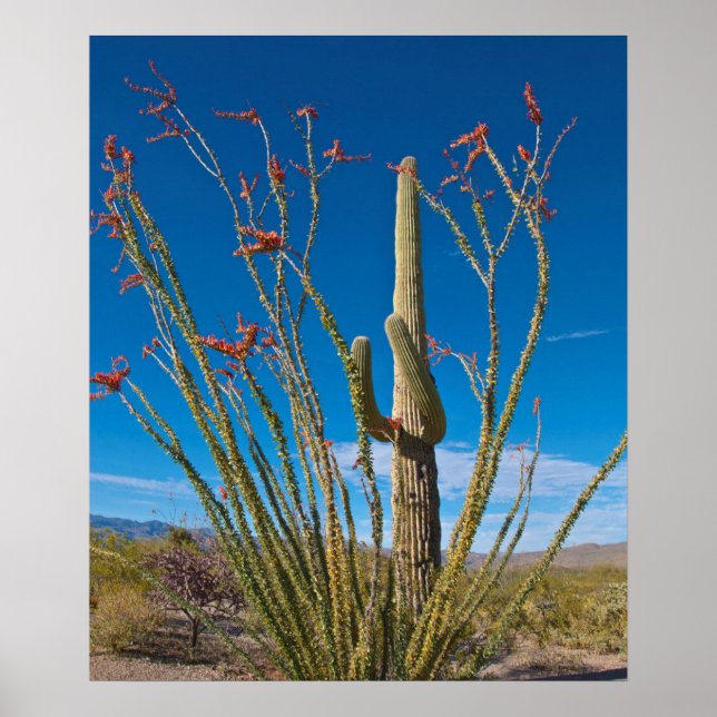 Póster USA, Arizona. Cactus In Saguaro National Park (Frente)