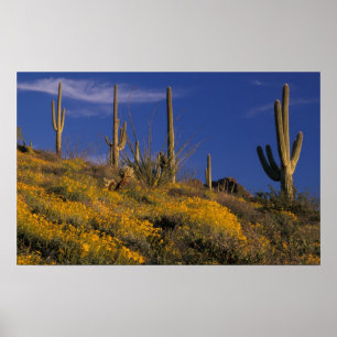 Póster USA, Arizona, Organ Pipe Cactus National 2