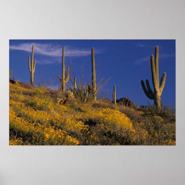 Póster USA, Arizona, Organ Pipe Cactus National 2 (Frente)