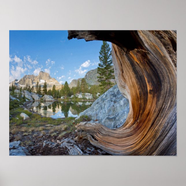 Póster USA, California, Inyo National Forest. Old Pine (Frente)