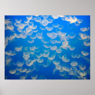 Póster USA, California. Jellyfish In The Monterey Bay