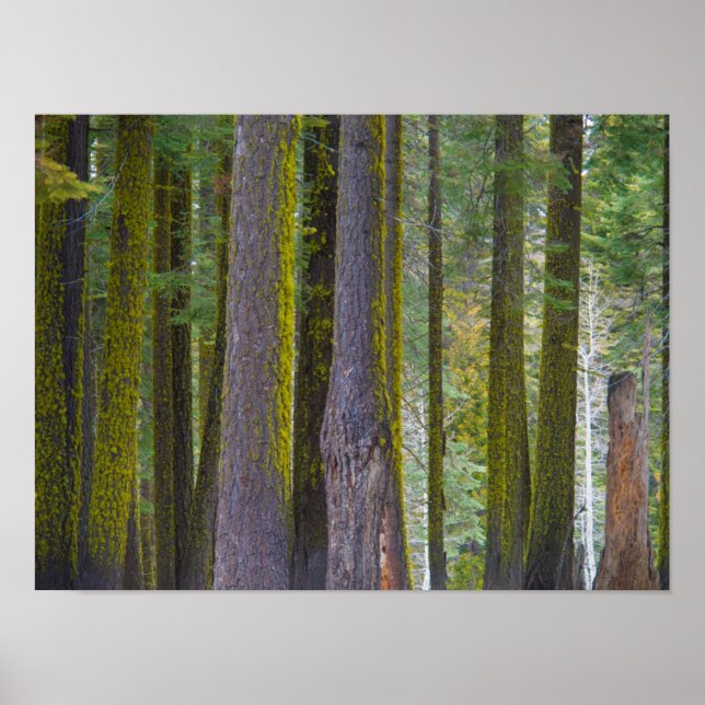 Póster USA, California. Moss Covered Tree Trunks (Frente)