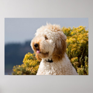 Póster USA, California. Portrait Of Labradoodle 3