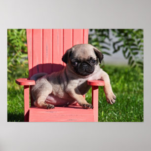 Póster USA, California. Pug Puppy Slouching