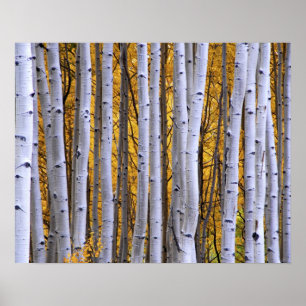 Póster USA, Colorado, Rocky Mountains.  Intimate scene