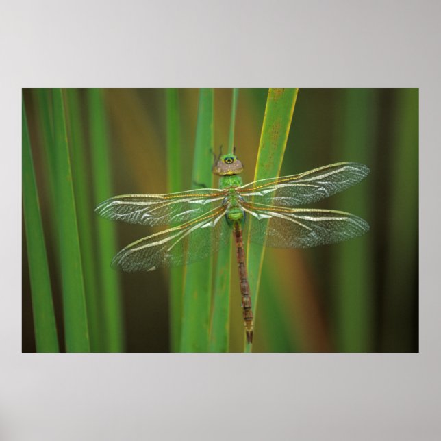 Póster USA, Georgia. Green darner dragonfly on reeds (Frente)