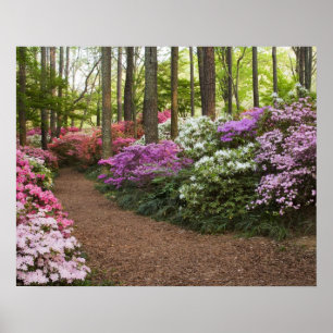 Póster USA, Georgia, Pine Mountain. A pathway through