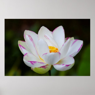 Póster USA, Georgia, Savannah, Lootus Flower Blooming