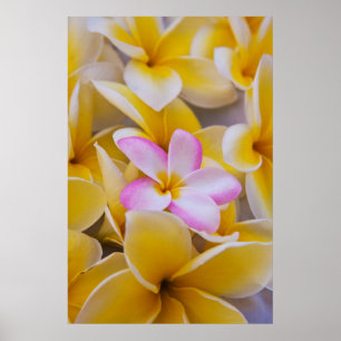 Póster USA, Hawaii, Oahu, Plumeria flowers in bloom 1