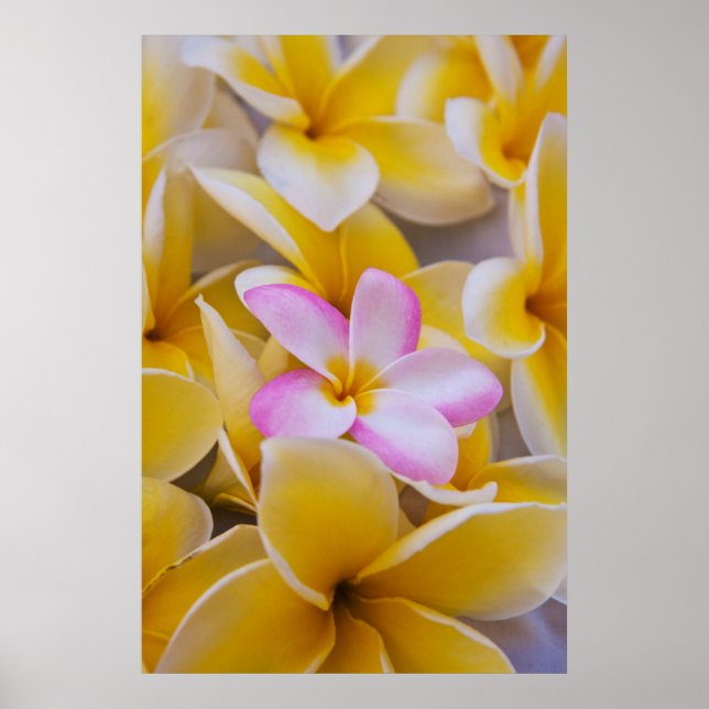 Póster USA, Hawaii, Oahu, Plumeria flowers in bloom 1 (Frente)