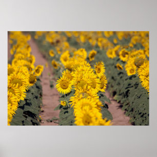 Póster USA, Kansas. Sunflowers (Helianthus Annuus)