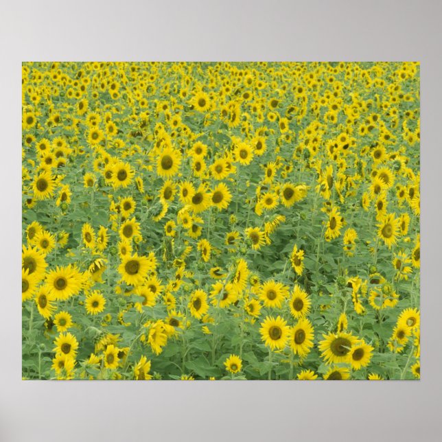 Póster USA, Kentucky, Fayette County Pattern in field (Frente)
