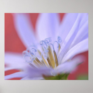 Póster USA, Oregon, Portland. Close-up of wild chicory
