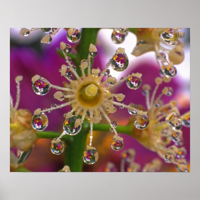 Póster USA, Oregon, Portland. Cosmos flowers reflect in (Frente)